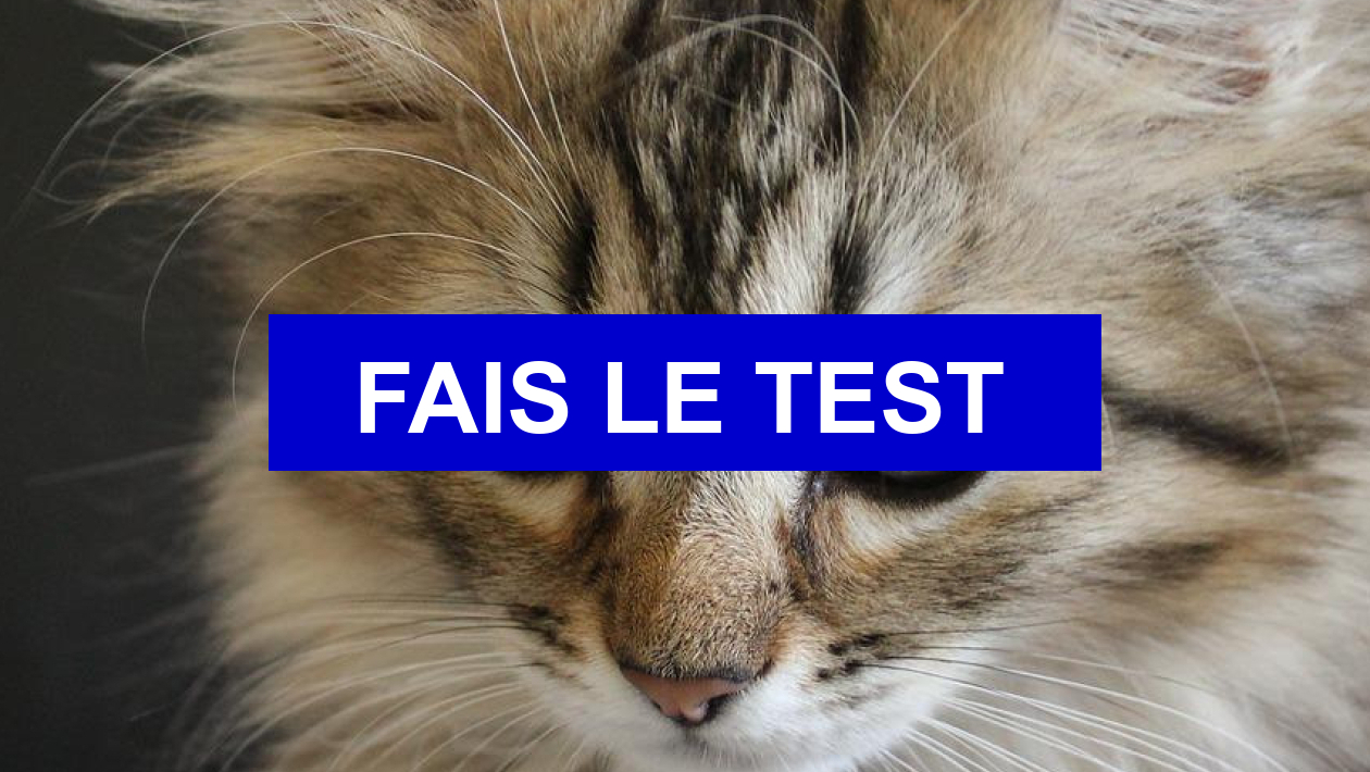 Test de personnalité Quel animal pour toi