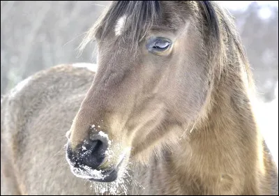 Le cheval peut dormir debout, vrai ou faux ?