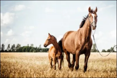 Comment s'appelle le petit du cheval ?
