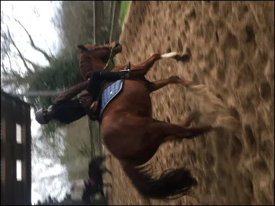 Le poulain peut galoper dès son premier jour, vrai ou faux ?