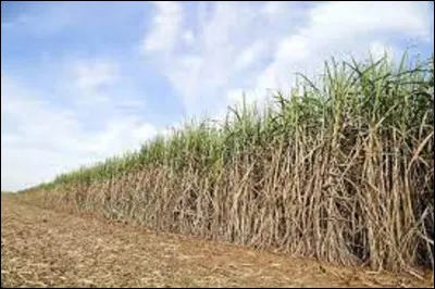 Quel pays est le plus grand producteur de canne à sucre au monde ?