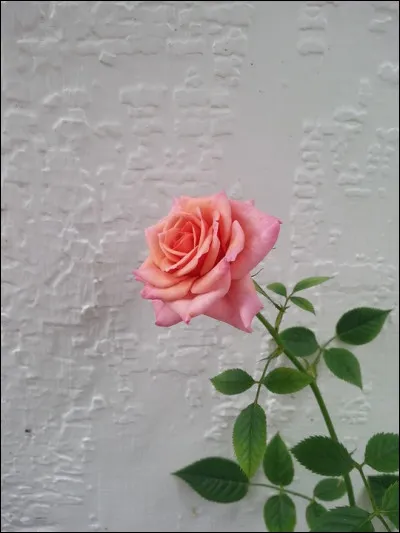 Aragon : à quoi est associée la rose, dans le titre d'un de ses poèmes ?