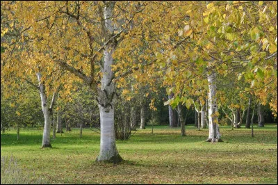 Arbres : Que sont ceux-ci ?