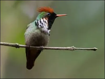 La Coquette magnifique est une espèce de...
