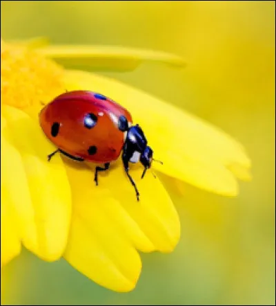 Clochettes blanches et porte-bonheur, je suis ...
