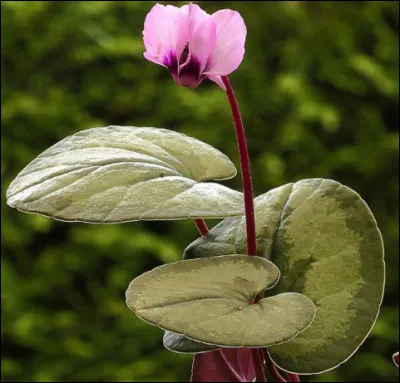 Dans le langage des fleurs, je symbolise un attachement fort, sincère et durable, subtilement empreint d'une jalouse tendresse, je suis ...