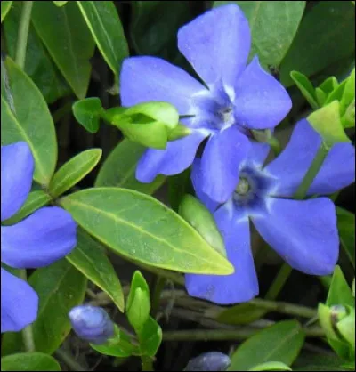 Ma multiplication s'effectue grâce à mes stolons, tel un pied de fraisier. La nuance de mon bleu était repérable sur certains uniformes désormais disparus, je suis ...