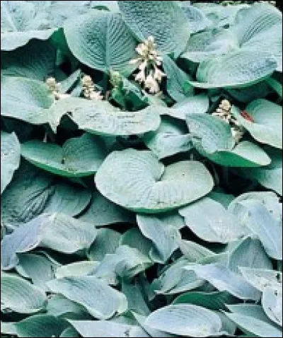 Au naturel, mon espèce représentait une vingtaine de plantes. Désormais, environ 4 000 cultivars permettent d'implanter mon feuillage spectaculaire dans vos jardins, je suis ...