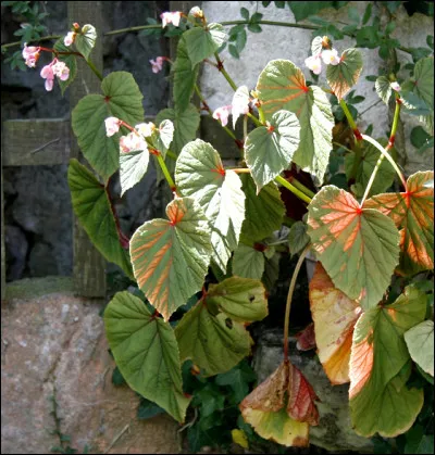 En floraison de juillet à octobre, mes fleurs sont discrètes et mes feuilles en forme de cur se liquéfient dès l'apparition des premières fraîcheurs nocturnes, je suis ...