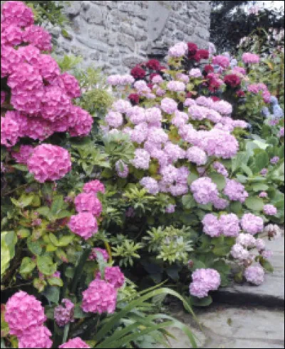 Endémique d'Amérique du Nord et d'Asie, je suis devenu une sorte d'image d'Épinal des terres bretonnes, même si je m'adosse à d'autres murets sur tout le territoire, je suis ...