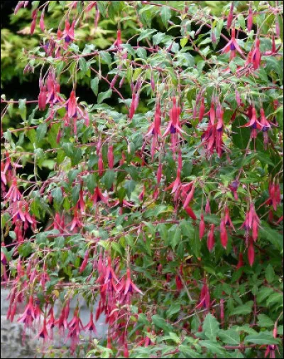 L'explorateur et botaniste Charles Plumier me rencontre pour la 1re fois lors d'un voyage en 1658 à Saint-Domingue ; mes pétales tombants forment d'élégantes clochettes bicolores, je suis ...