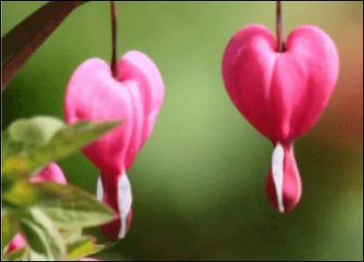 Connu sous les noms de Cur de Marie, Cur-Saignant, Cur-de-Jeannette, plantez-moi à l'ombre, mais attention aux irritations cutanées, je suis ...