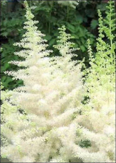 Ma durée de vie peut s'étaler sur une quinzaine d'années, une belle longévité durant laquelle mes plumets raviront vos yeux, je suis ...