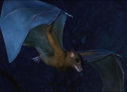 Quiz Les chauves-souris