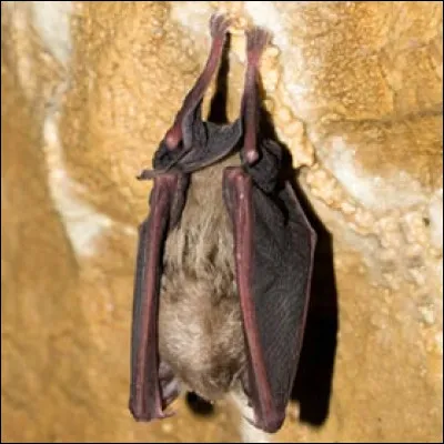Comment les chauves-souris trouvent-elles le fait de dormir la tête en bas ?