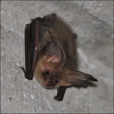Quelles espèces de chauve-souris pouvons-nous trouver dans les grottes ?