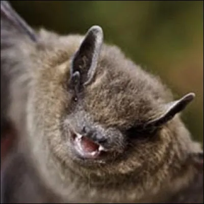 Quelle espèce de chauve-souris n'existe pas ?