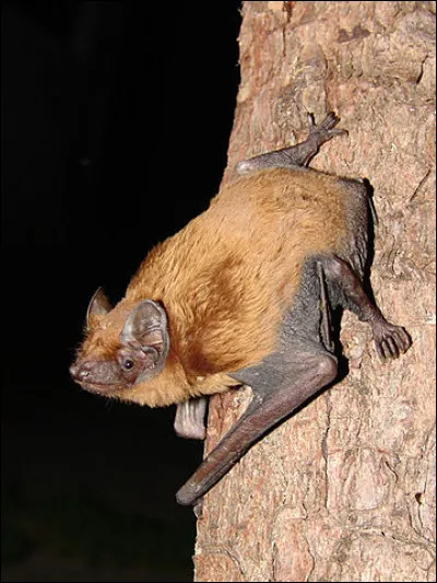 Quelle est cette espèce de chauve-souris ?
