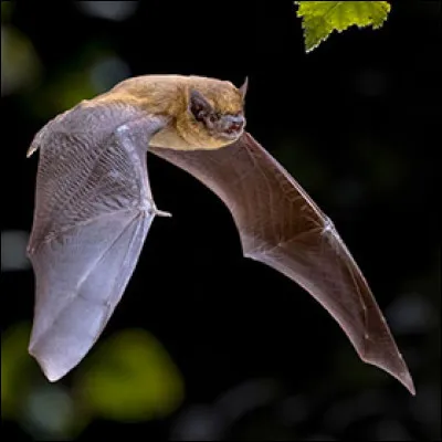 Lequel de ces pipistrelles existe ?