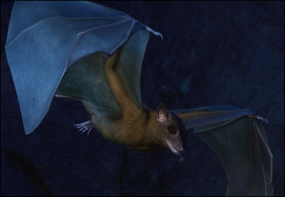 La chauve-souris est-il le seul mammifère volant au monde ?