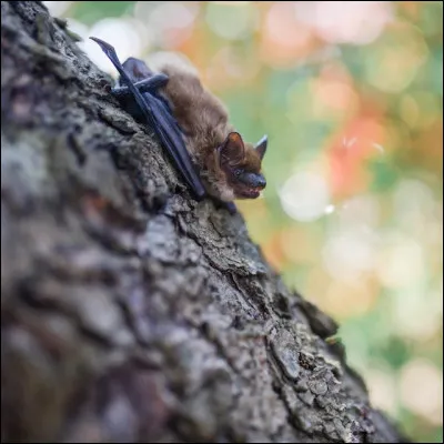 Combien d'espèces de chauve-souris existe-t-il en France ?