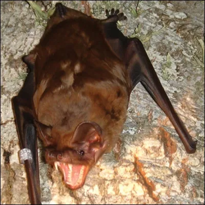 Quel est le poids de la Grande Noctule ?