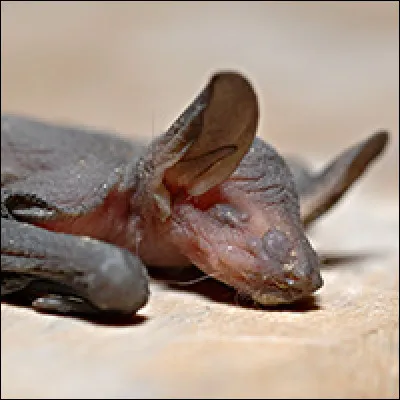 Combien de petits la chauve-souris met-elle au monde chaque année ?