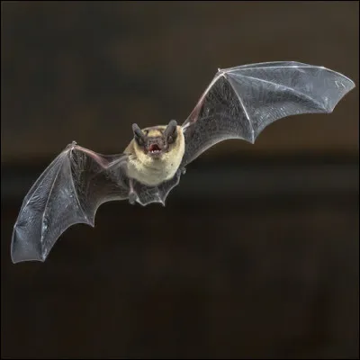 Peut-on entendre les sons émis par la chauve-souris ?