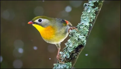 Si tu étais un animal, tu serais...