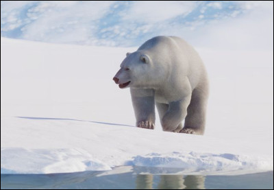 Quel est le poids de l'ours polaire ?