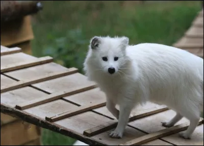 Combien de petits peut avoir la renarde polaire ?