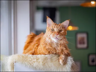 Aimes-tu les chats ?