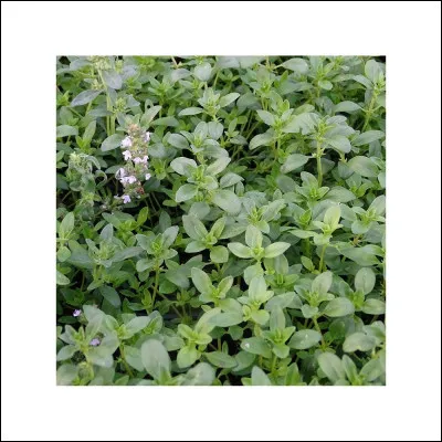 Aromatique : parmi les plantes aromatiques provençales, à quoi correspond le serpolet ?