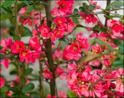Arbuste : auquel appartiennent ces fleurs ?