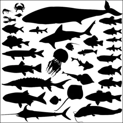 Quel mammifère marin fait le plus de bruit ?