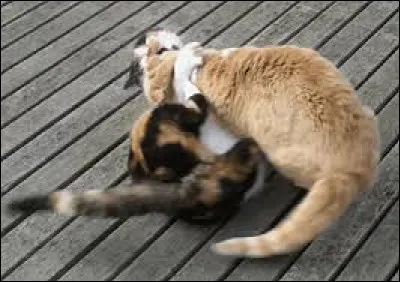 Situation : tu es apprenti depuis trop peu de temps pour pouvoir participer à une bataille contre un autre clan, que fais-tu ?