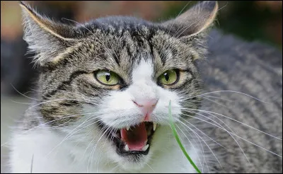 Pelage Neigeux de ton clan et Pelage Doré du Clan de lOmbre sembrouillent à la frontière, que fais-tu ?
