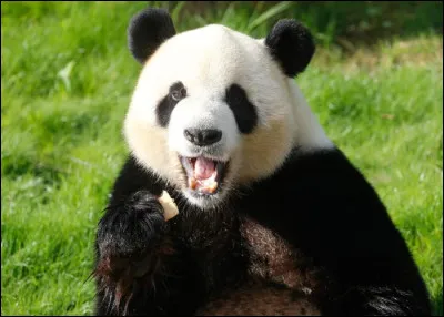 Combien de temps la femelle panda géant est-elle en chaleur par an ?