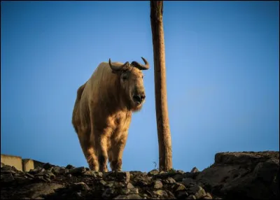 De quelle espèce est le takin doré ?