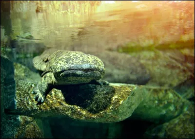 La salamandre géante de Chine est :
