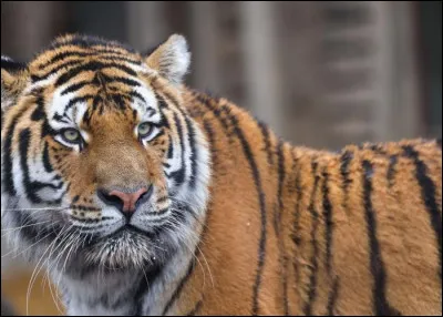 Le tigre de Sibérie est-il le plus grand félin du monde ?