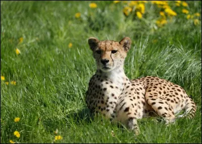 Les guépards vivent-ils aussi en Asie ?