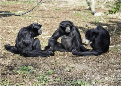 Pour quoi les siamangs et gibbons sont-ils connus ?