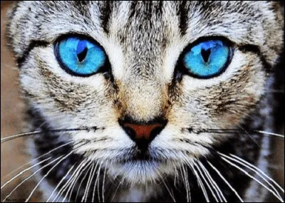 Comment sappelle son frère ?