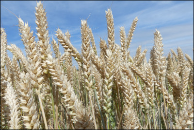 Vrai ou faux ? On dit un c&eacute;r&eacute;ale.