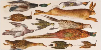 Quels sont tes proies préférées ?