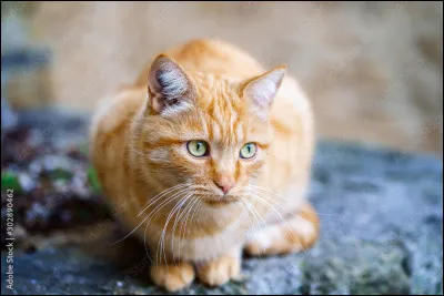 Plume de Faucon a des yeux