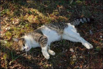 Comment est-il mort ?