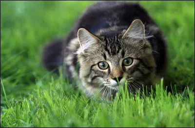 Quel était le nom dapprenti de Plume de Faucon ?