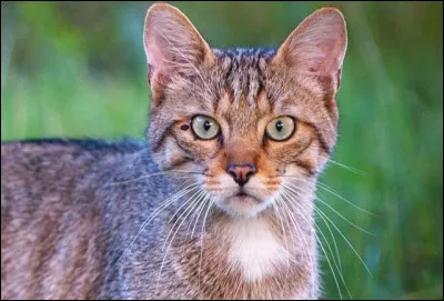 Qui sont ses apprentis ?